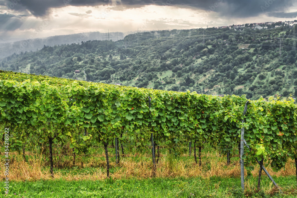 Grapevine creepers on a vineyard at Weinstadt, near Stuttgart, Baden-Württemberg Grapevine creepers on a vineyard at Weinstadt, near Stuttgart, Baden-Württemberg