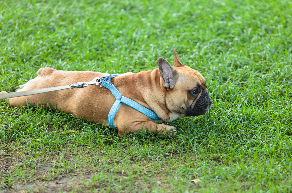 Funny french puppy bulldog outside. Adorable orange bulldog  in blue harness in the park on the grass.