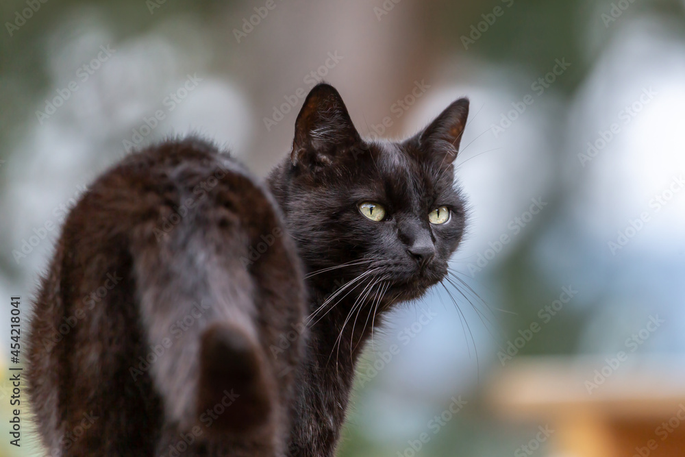 Portrait of an adult black cat in a garden outdoors