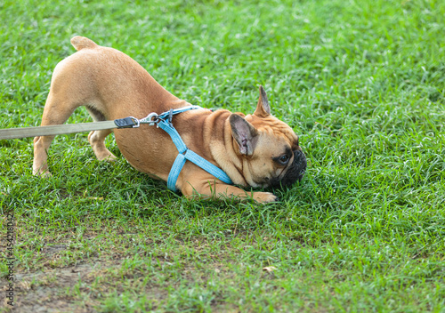 Funny french puppy bulldog outside. Adorable orange bulldog in blue harness in the park on the grass.