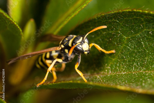 The wasp and the leaf