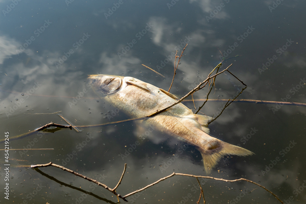 Dead rotten fish on shore of polluted lake.