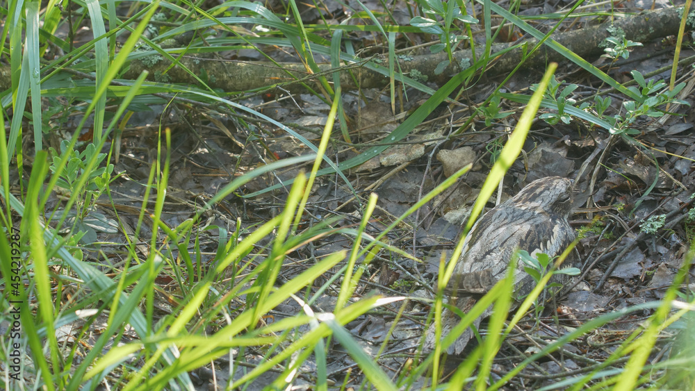 European nightjar. Bird on the nest. Caprimulgus europaeus European nightjar. Bird on the nest. Caprimulgus europaeus