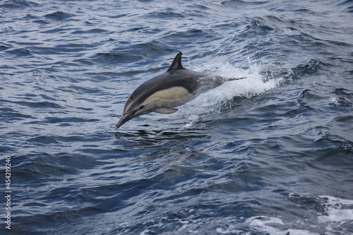 Common Dolphin jumping, dolphin out the water