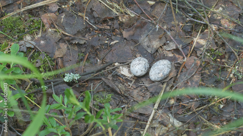 European nightjar. Bird nest with eggs. Caprimulgus europaeus photo