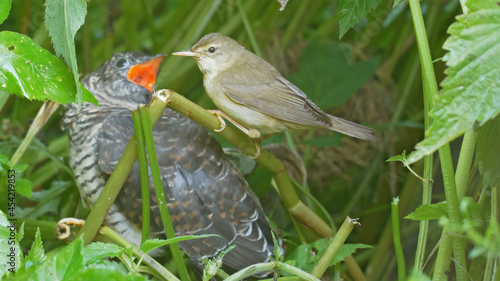 Chick of common cuckoo and marsh warbler. bird, Cuculus canorus photo