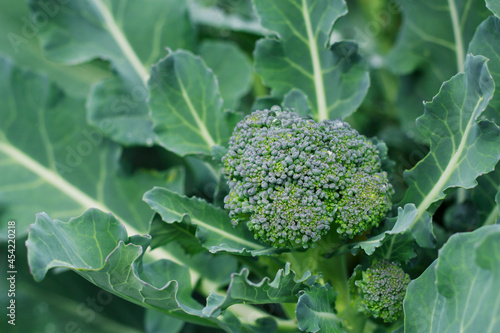 Сlose up of broccoli in the garden. Organic farm products for healthy life.