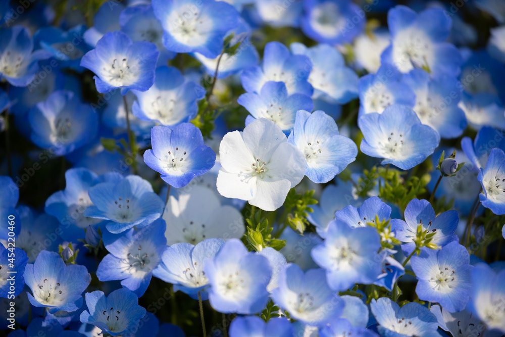 白い花のネモフィラ 日本 Stock Photo Adobe Stock