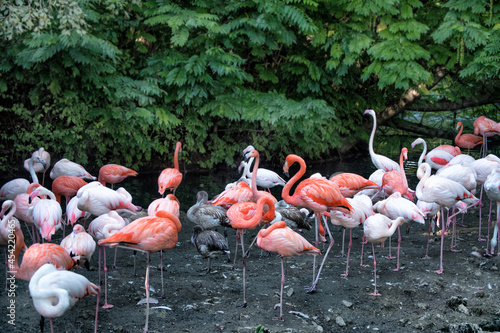 A flock of red, pink, white flamingoes.
