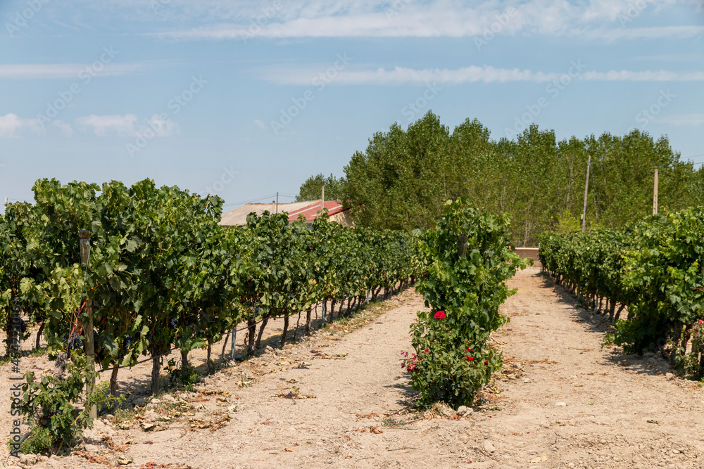 Vineyards in the fields of Roa de Duero, in the Ribera del Duero, Castilla y León, Spain