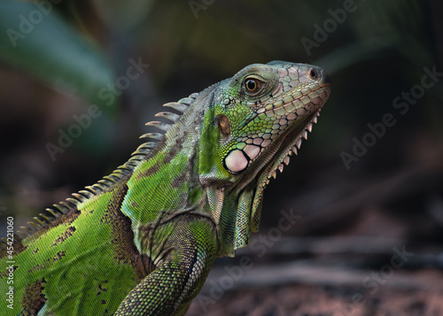 Iguana de olho na foto no Jalap  o