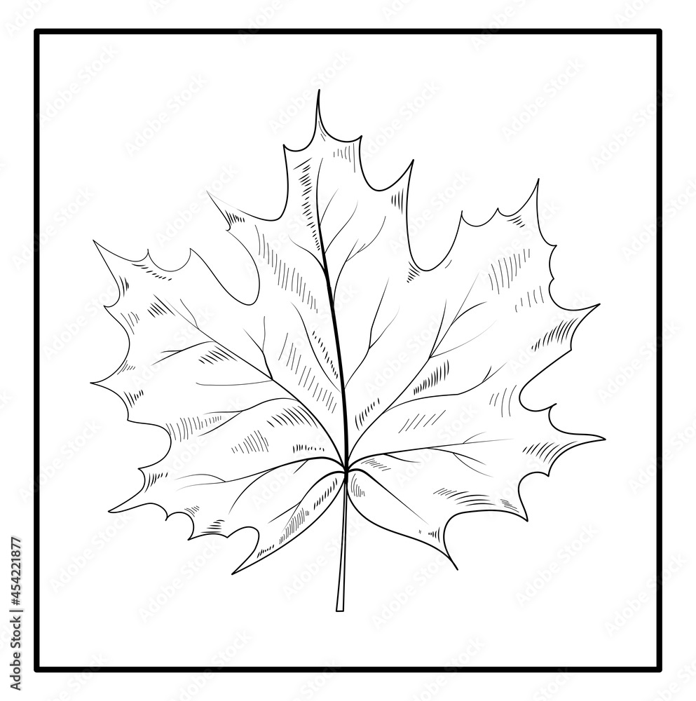 Fototapeta premium Realistic maple leaf line drawing, Maple Leaf, maple autumn drawing leaf. Isolated object. Hand drawn detailed botanical illustration.