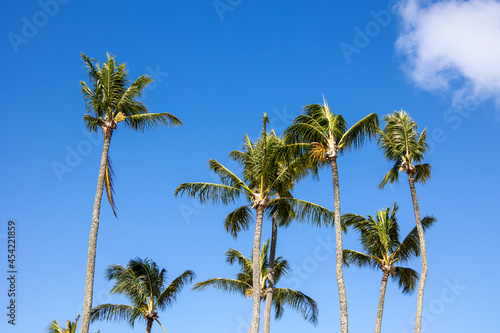 Palm trees with blue sky. Summer nature scene. Palm tree green branches tropic ecology concept . Wallpaper pattern