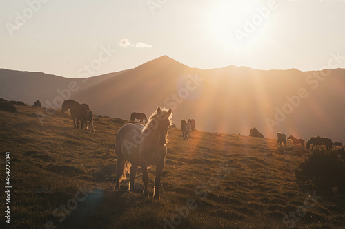 Fototapeta Naklejka Na Ścianę i Meble -  
horses on top of the mountain grazing at dawn
