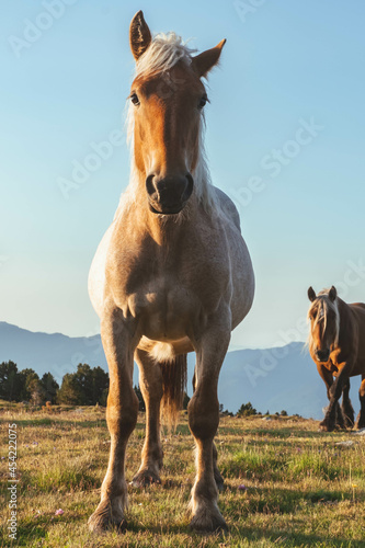 horses on top of the mountain grazing at dawn
