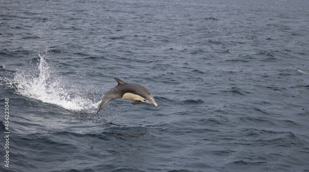 Fototapeta premium dolphin jumping in the water