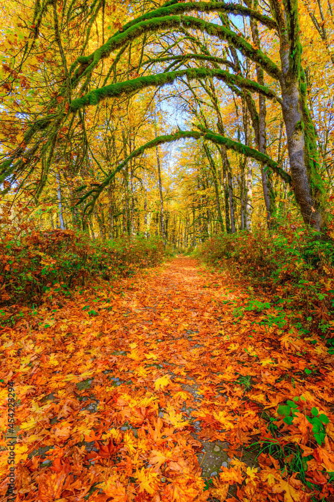 Naklejka premium Path through the woods covered in fallen fall leaves in golden colors