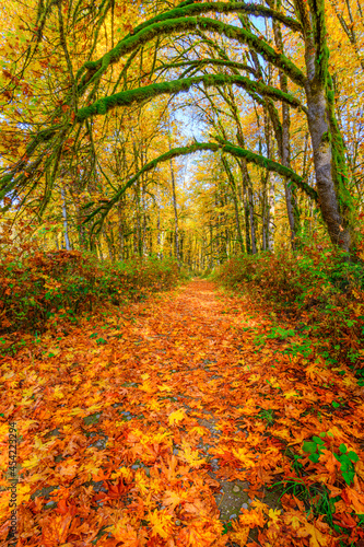 Fototapeta Naklejka Na Ścianę i Meble -  Path through the woods covered in fallen fall leaves in golden colors