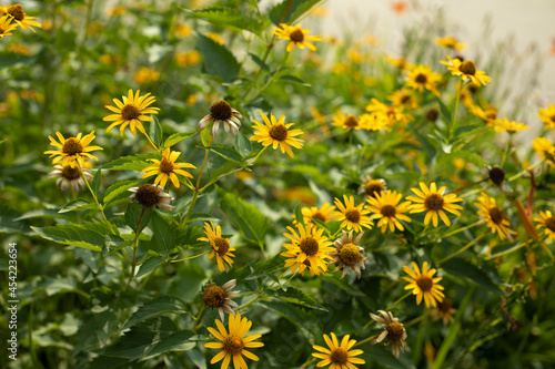 Yellow flowers in the garden. Plants on the street.