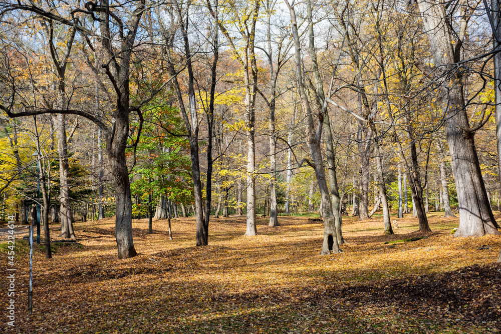 黄葉の葉に埋もれた秋の公園

