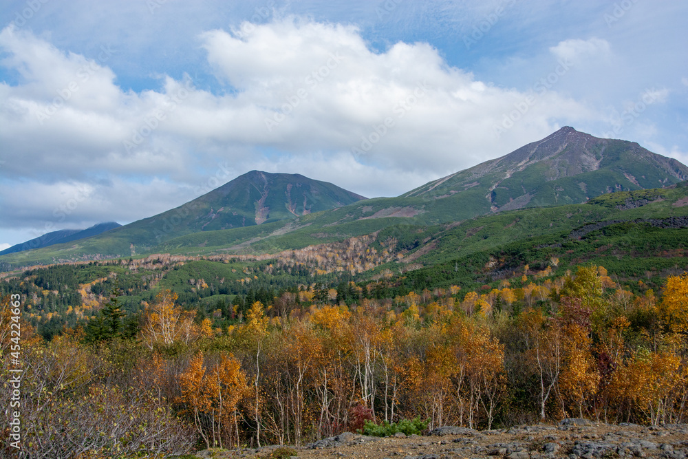 秋の黄葉の林と山の山頂
