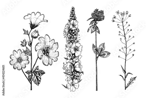 Althaea and Clover or trefoil and Capsella and Mullein or verbascum. Botanical plant illustration. Vintage herbaceous perennial herbs. Hand drawn floral bouquets and wildflowers in sketch style.