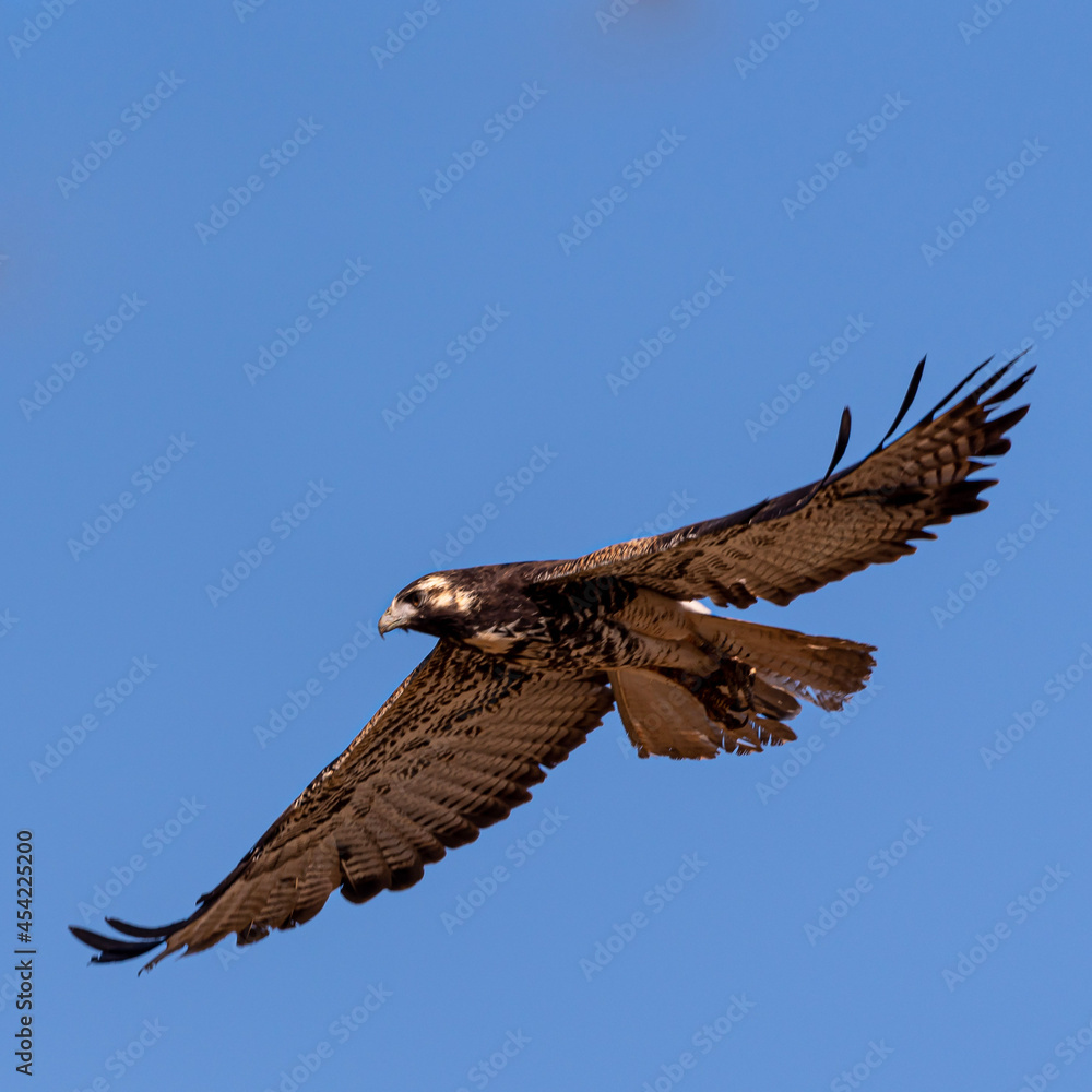 Obraz premium eagle in flight