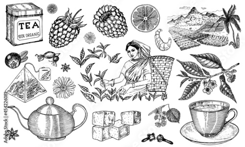 Herbal Tea bag brewing cooking directions. Teapot, cup, sugar, plants, landscape, raspberries, croissant, lemon, chamomile. The woman is harvesting. Ingredients for shop frame. Engraved style.