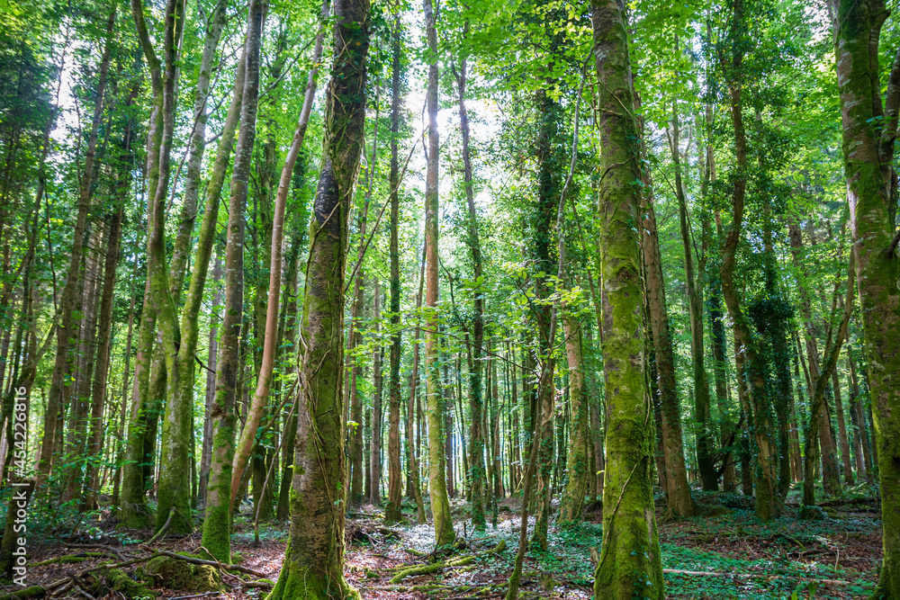 Forest trees viewed from under in a landscape format Forest trees viewed from under in a landscape format