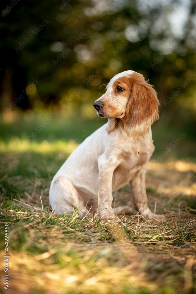 An adorable puppy of the Russian Spaniel breed sits in the park. White and red dog on the forest background. Selective focus.