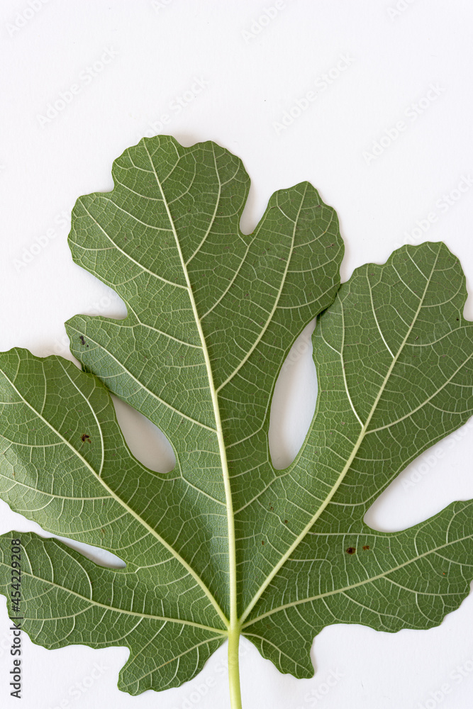 verso of a mature fig leaf on a white background verso of a mature fig leaf on a white background