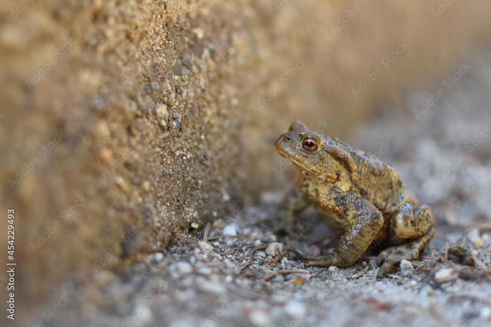 A frog standing against high curb obstacle. A frog standing against high curb obstacle.