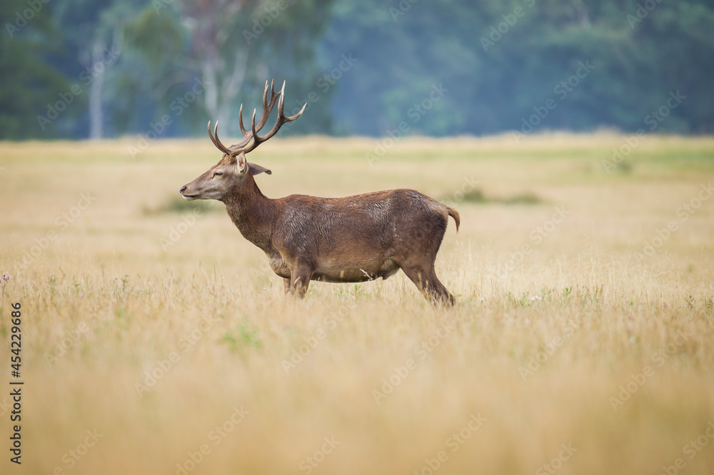 Beautiful deer in the park in summer time Beautiful deer in the park in summer time