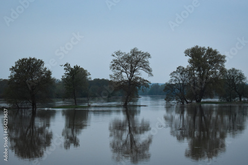 Flooded Trees Landscape in the morning in foggy weather.