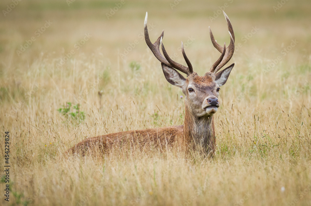 Fototapeta premium Beautiful deer in the park in summer time