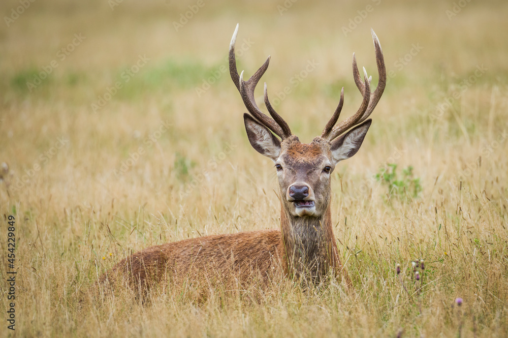 Beautiful deer in the park in summer time Beautiful deer in the park in summer time
