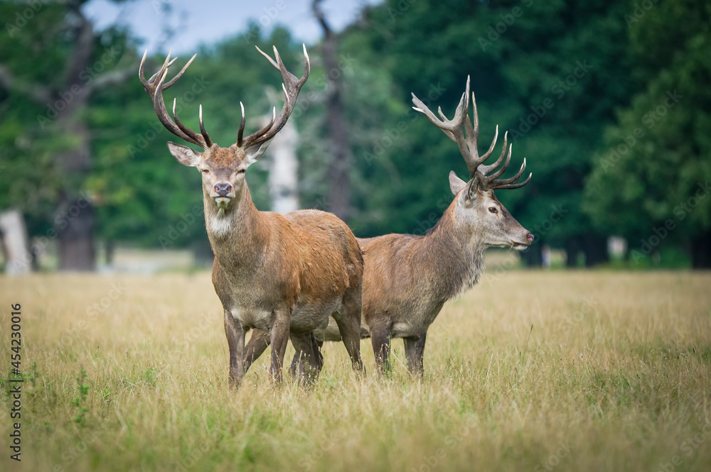 Beautiful deer in the park in summer time Beautiful deer in the park in summer time