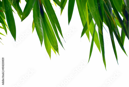 Green leaves of bamboo on white background