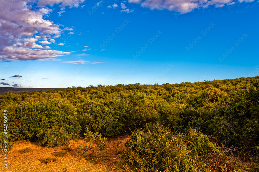 Obraz premium Landscape of subtropical thicket in Addo