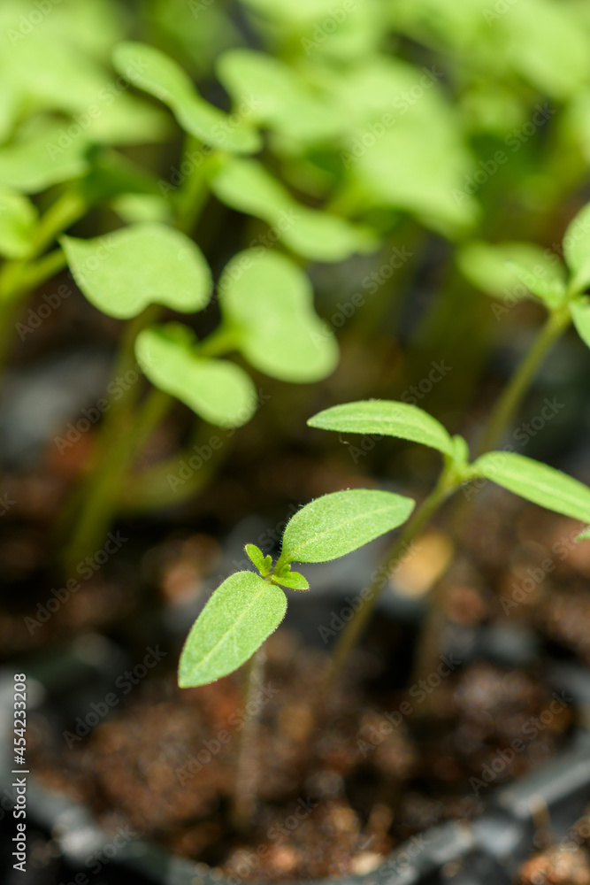 Tomato plant on pot before planting in garden Tomato plant on pot before planting in garden