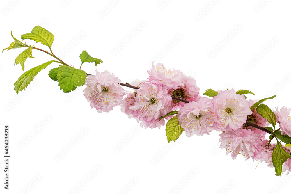 Twig of blooming almond, pink flower of almond, isolated on white background Twig of blooming almond, pink flower of almond, isolated on white background