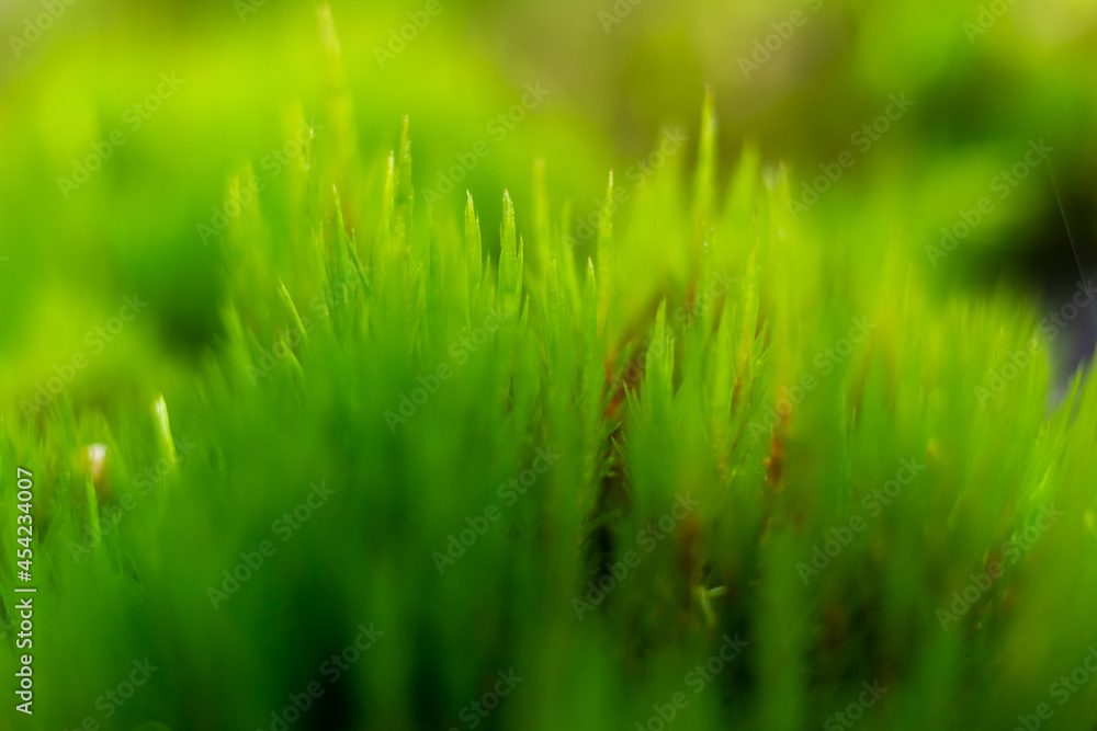 Obraz premium green grass background