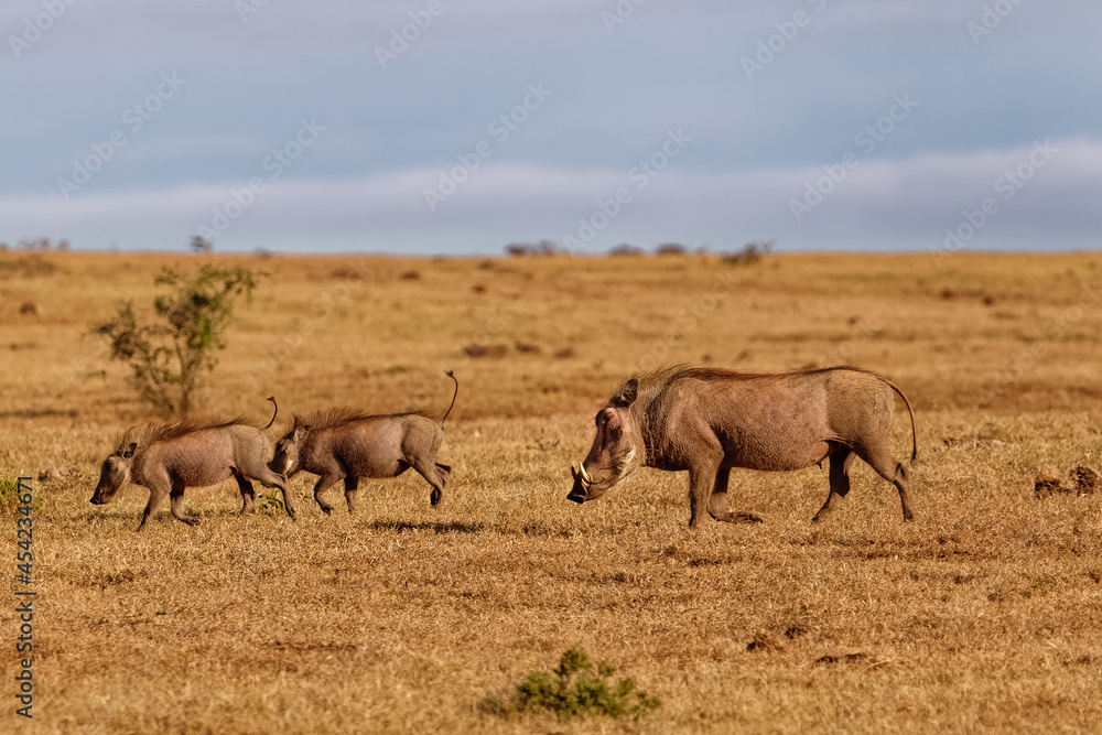 Warthog family running across grassy veldt