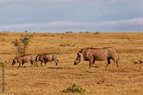Warthog family running across grassy veldt © geoffsp