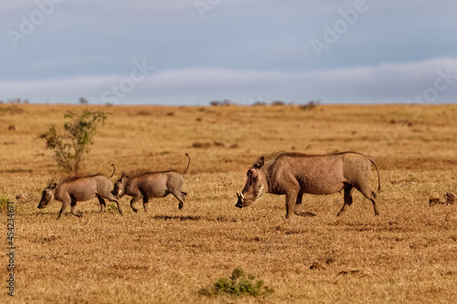 Warthog family running across grassy veldt