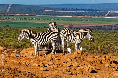 Three Zebra standing on rocky hill at waterhole