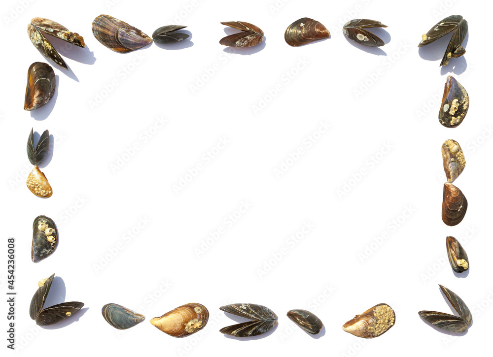 Frame made of sea mussel shells, isolated on white background with copy space for text. Summer vacation concept near the sea Frame made of sea mussel shells, isolated on white background with copy space for text. Summer vacation concept near the sea