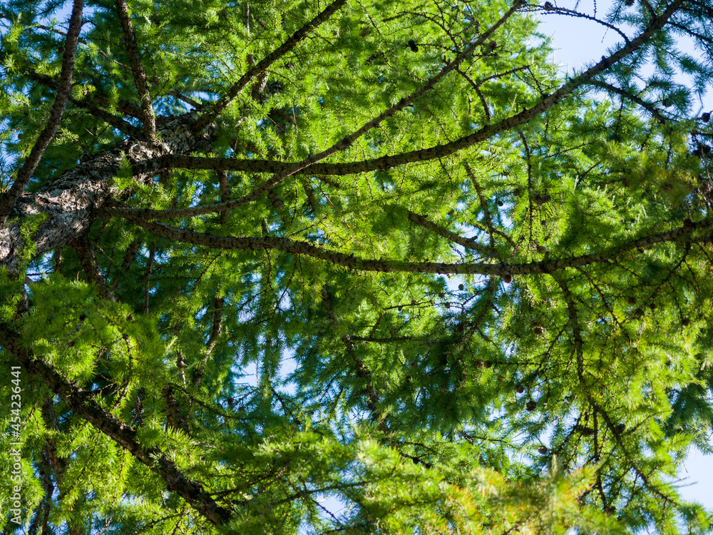 Crown of a coniferous tree. Larch branches. Bottom view. Summer sunny day Crown of a coniferous tree. Larch branches. Bottom view. Summer sunny day