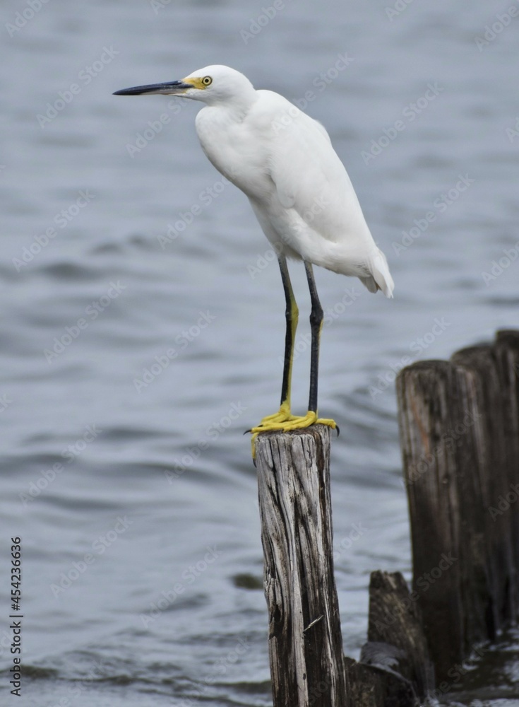 Snowy white egret Snowy white egret