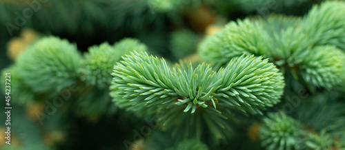 sprig of green spruce close-up